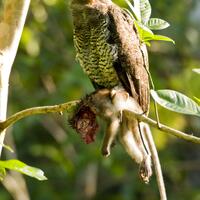 thread-khusus-burung-hantu-owl-kaskus---part-4