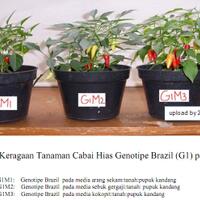 share-cabe-habanero---part-7