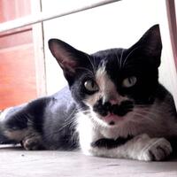 pilkada-jakarta-kucingnya-bang-foke