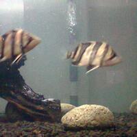 datnoids-aka-tiger-fish