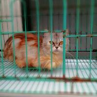 official-lounge-jena-samsung-galaxy-mini-2-s6500-6500d