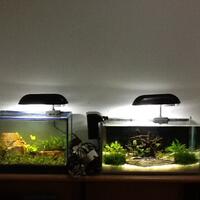 natural---low-tech-aquascape