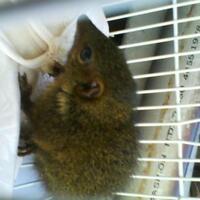 pecinta-tupai-terbang-atau-flying-squirrel-hylopetes-winstoni