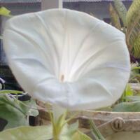 yang-suka-morning-glory-gabung-yuk