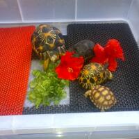 93787769378776937-all-about-tortoise-93787769378776937---part-2