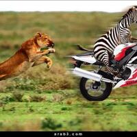 cuma-gara2-ini-singa-afrika-kapok-gan-makan-zebra