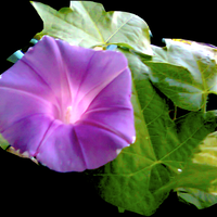 yang-suka-morning-glory-gabung-yuk