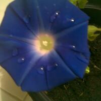 yang-suka-morning-glory-gabung-yuk