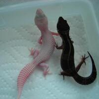 9788new-ask-about-leopard-gecko9788