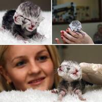 info-menarik-7-hewan-unik-berkepala-dua