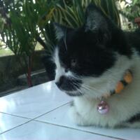 erye-community966896689668175817588801-cat-lover-regional-yogyakarta-new-home-base880117581758-965896589658