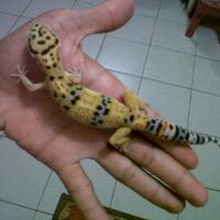 9788new-ask-about-leopard-gecko9788