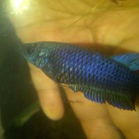 betta-fighters-breeders-masuk