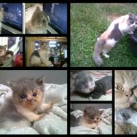 bantu-like-foto-kucing-ane-gan-lg-ikut-kontes-foto-nih-hehehe