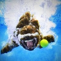 25-foto-hewan-dengan-timing-sempurna-hobi-fotografi-pasti-ngiri