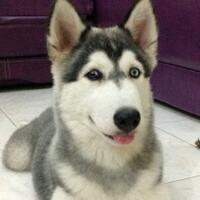new-siberian-husky-lovers---read-page-1-for-update---part-2