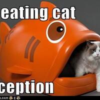 gila-gan-kucing-di-makan-ikan