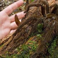 seekor-laba-laba-hentikan-proyek-us15-juta