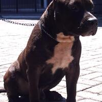 share-all-about-american-bully