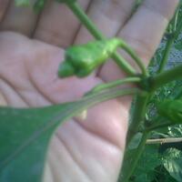 share-cabe-habanero---part-7