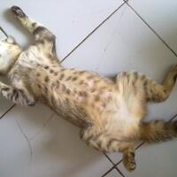 25-posisi-tidur-kucing-terunik