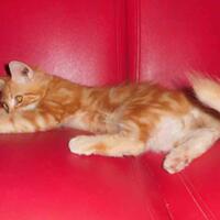 wtsgt-kitten-mainecoon-pure--male--red-tabby