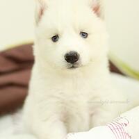 new-siberian-husky-lovers---read-page-1-for-update---part-2
