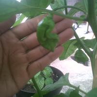 share-cabe-habanero---part-7