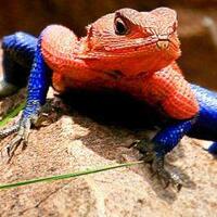 kadal-yang-memiliki-tubuh-seperti-spiderman