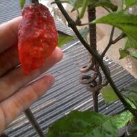 share-cabe-habanero---part-7