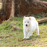 new-siberian-husky-lovers---read-page-1-for-update---part-2