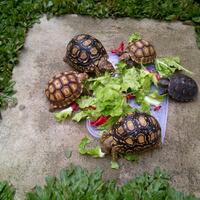 93787769378776937-all-about-tortoise-93787769378776937---part-2