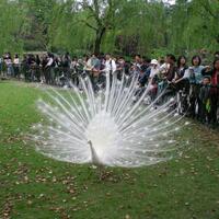 jenis-jenis-burung-merak