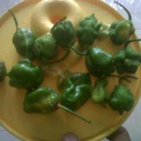 share-cabe-habanero---part-7