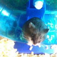 new-hamster-lovers---part-2