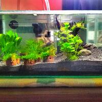 natural---low-tech-aquascape