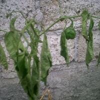 share-cabe-habanero---part-7