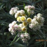 sharing-photo-bunga-edelweiss-yang-melegenda
