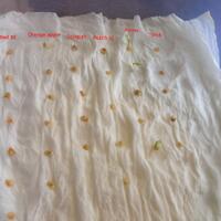 share-cabe-habanero---part-7