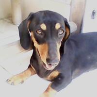 dachshund-lovers----part-2