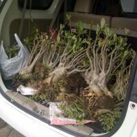 flora--share-adenium---part-2