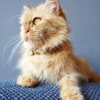 info-biro-jodoh-kucing-catlovers---read-page-1-first