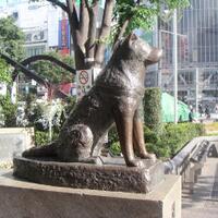 hachiko