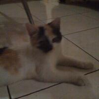 cat-lovers-kaskus-read-page-1-first---part-2