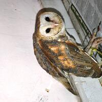 thread-khusus-burung-hantu-owl-kaskus---part-4