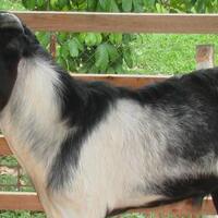 pengurus-masjid-menangis-terima-2-hewan-kurban-dari-pemulung