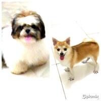 shih-tzu-lover----part-2