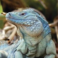 iguana-biru-kembali-dari-kepunahan