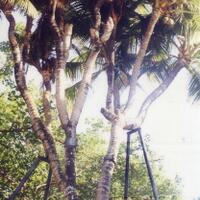 13-tanaman-dalam-rekor-muri-serba-13