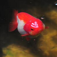 maskoki-ngomongin-semuanya-ttg-maskoki-yuk---part-3